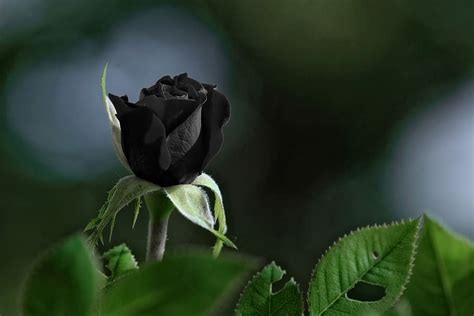 10 black roses